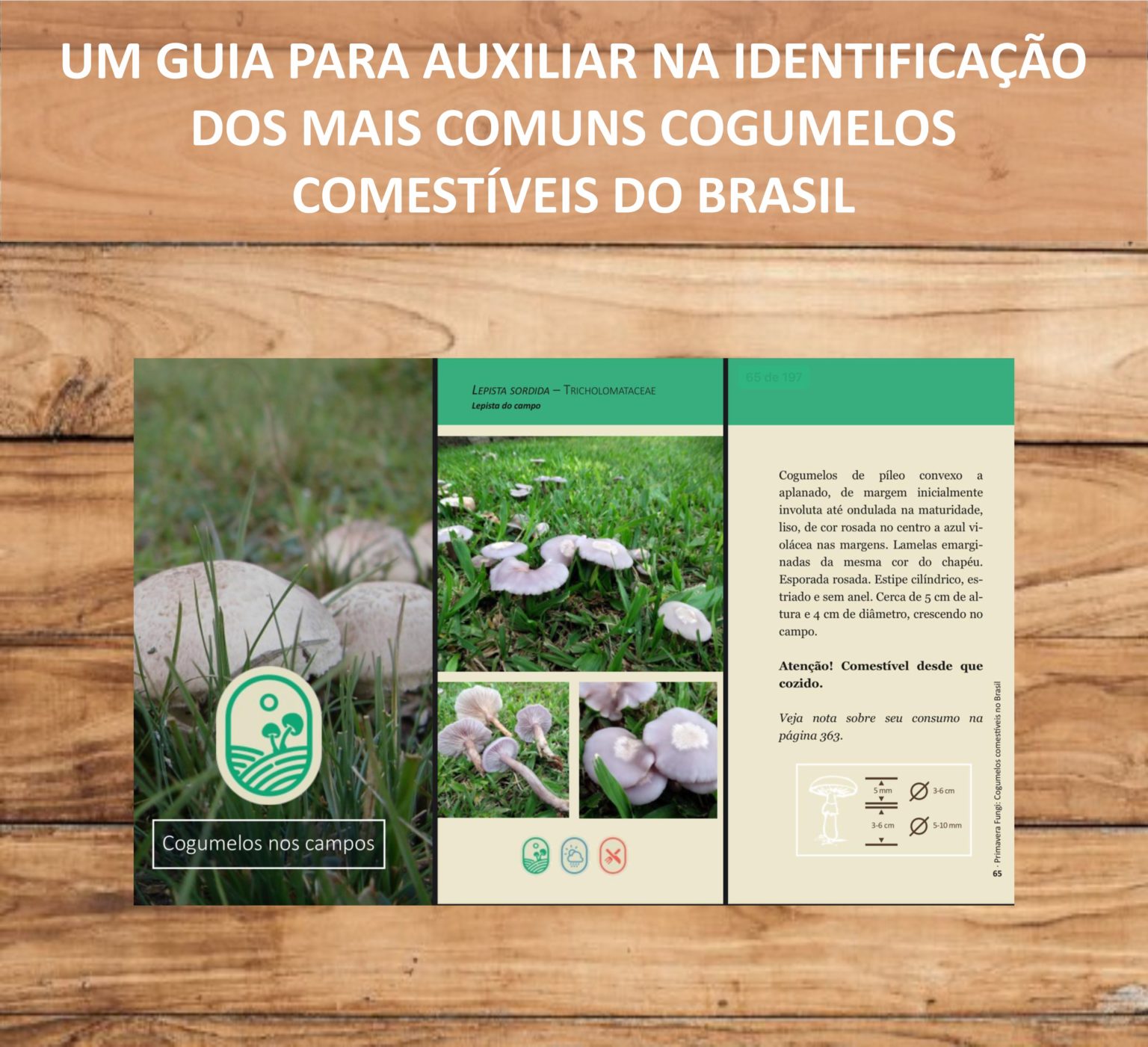 Cogumelos Comest Veis No Brasil Guia De Bolso Primavera Fungi